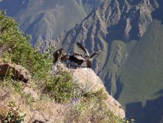 240-187 Condors at Colca Canyon.jpg